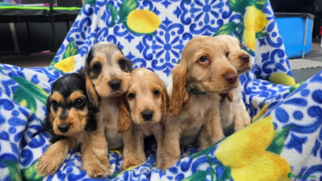 Cocker Spaniel dogs for sale: SHOW COCKERS READY NOW LAST LEMON BOY AND GIRL - Image 18