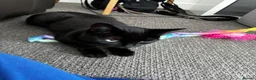 British Shorthair cats for sale: Black female 3 year old house cat in Peterborough - Advert 4