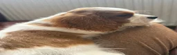 Cavalier King Charles Spaniel dogs for sale: Very active and super sweet boy is ready to go - Advert 7