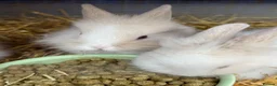 Lionhead rabbits for sale: 9x gorgeous fluffy lionhead bunnies  - Advert 17