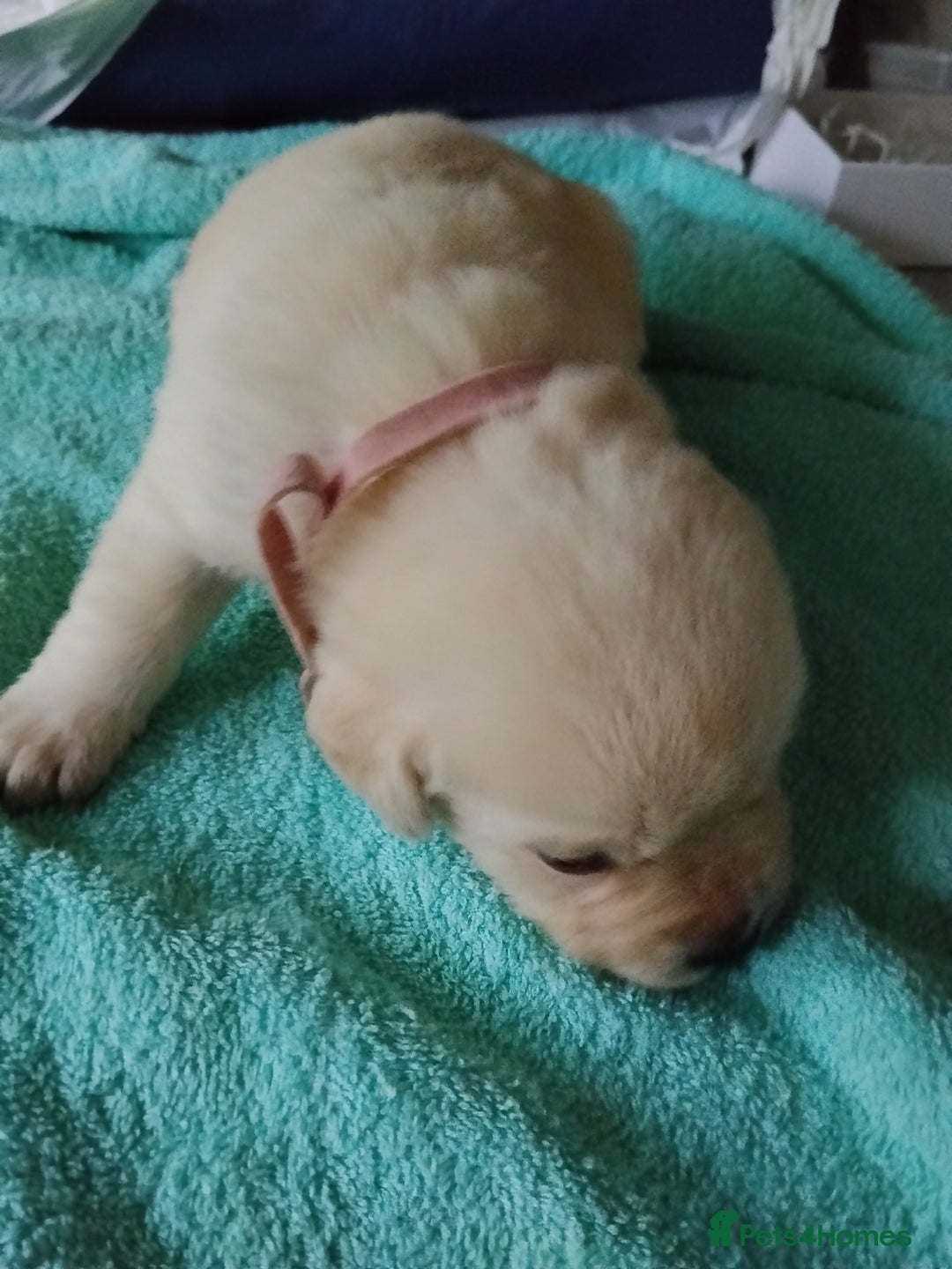 Labrador Retriever dogs for sale: Beautiful Golden and Black Labs - Advert 15