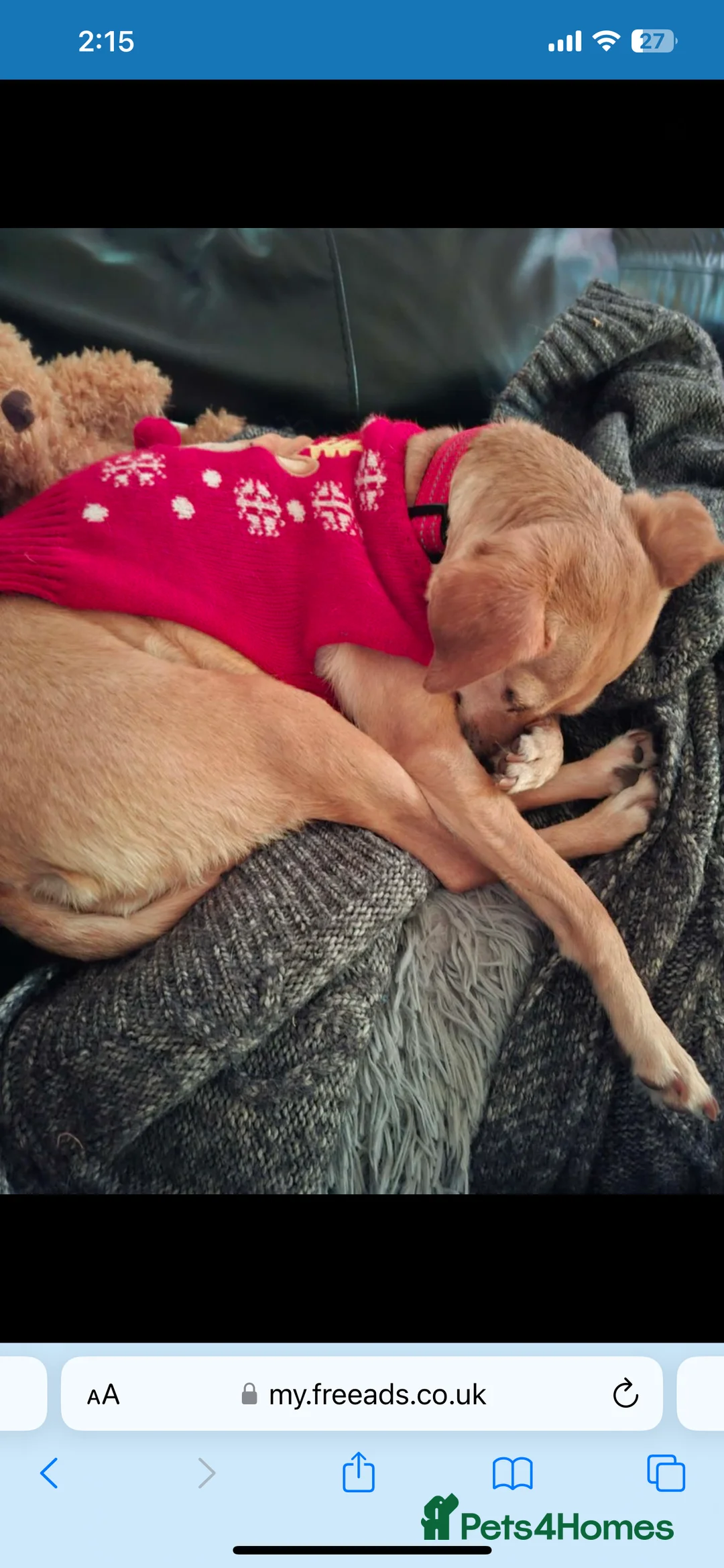 Mixed Breed dogs for sale: Tula  - Advert 2