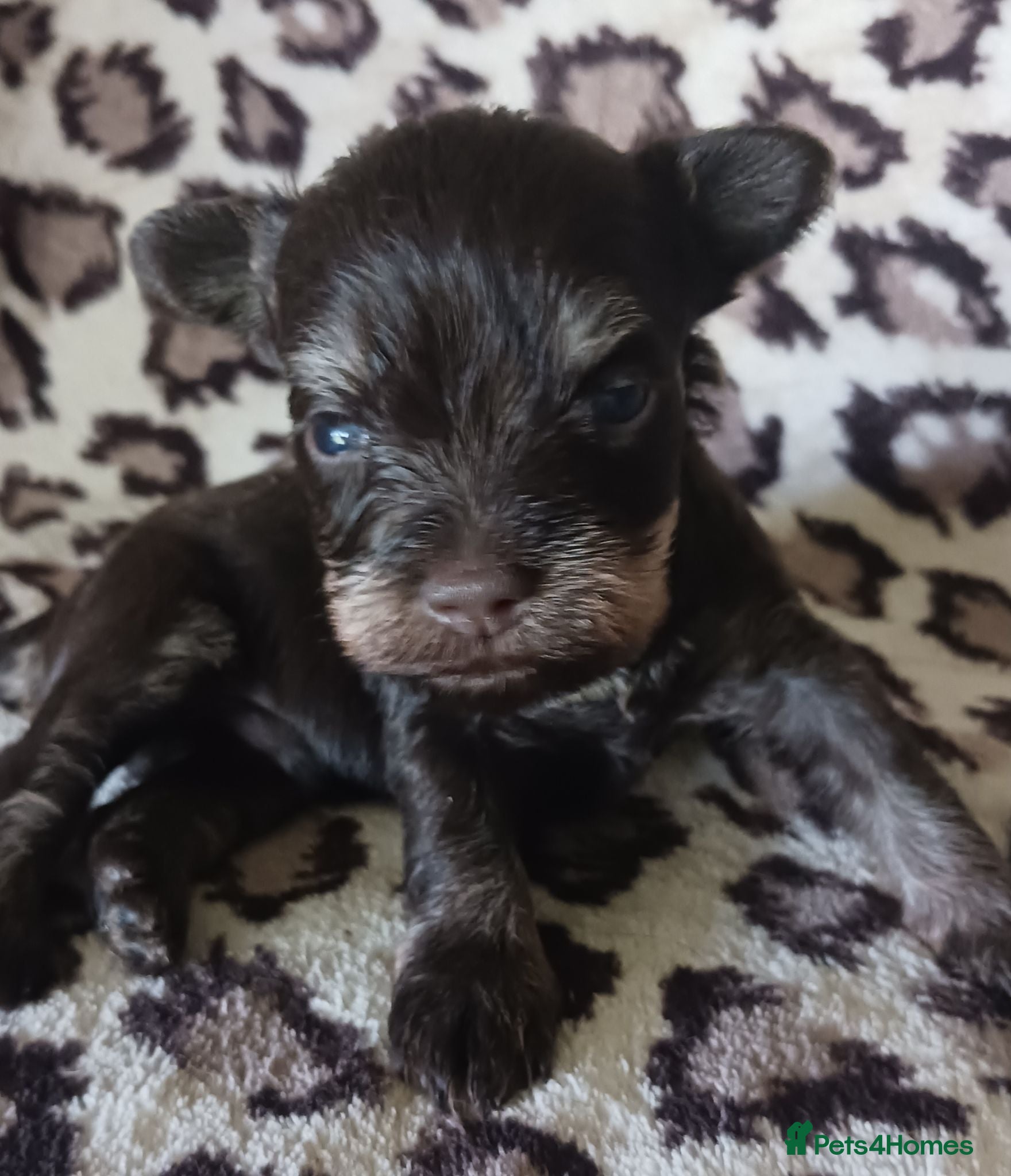 Miniature Schnauzer dogs TOY & SMALL MINI SCHNAUZERS - Advert 14