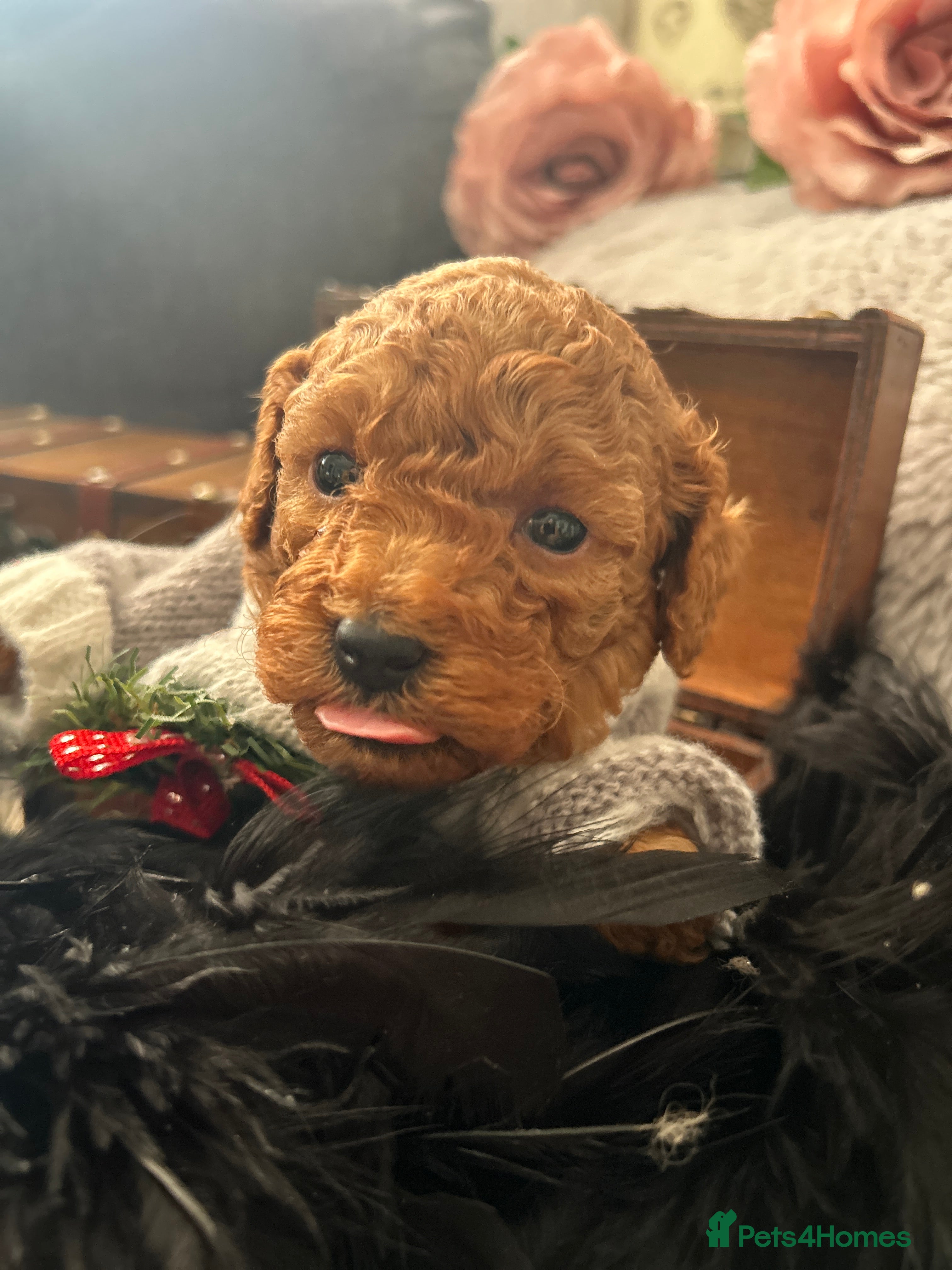 Toy Poodle dogs RED Toy Poodles  - Advert 4