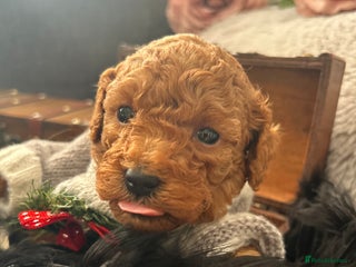 Toy Poodle dogs RED Toy Poodles - Advert 4