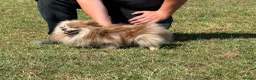 Pomeranian dogs for sale: Petite Adult Chocolate Merle Pomeranian 2.8kg  - Advert 9