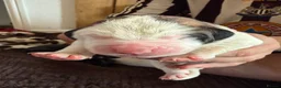 Saint Bernard dogs for sale: Exceptional St Bernard Puppies - Advert 11