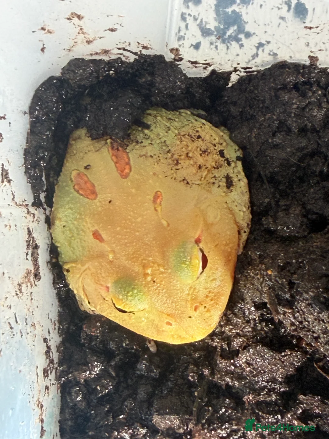 Frog reptiles for sale: Pac-Man frogs x5 different colours  - Advert 2