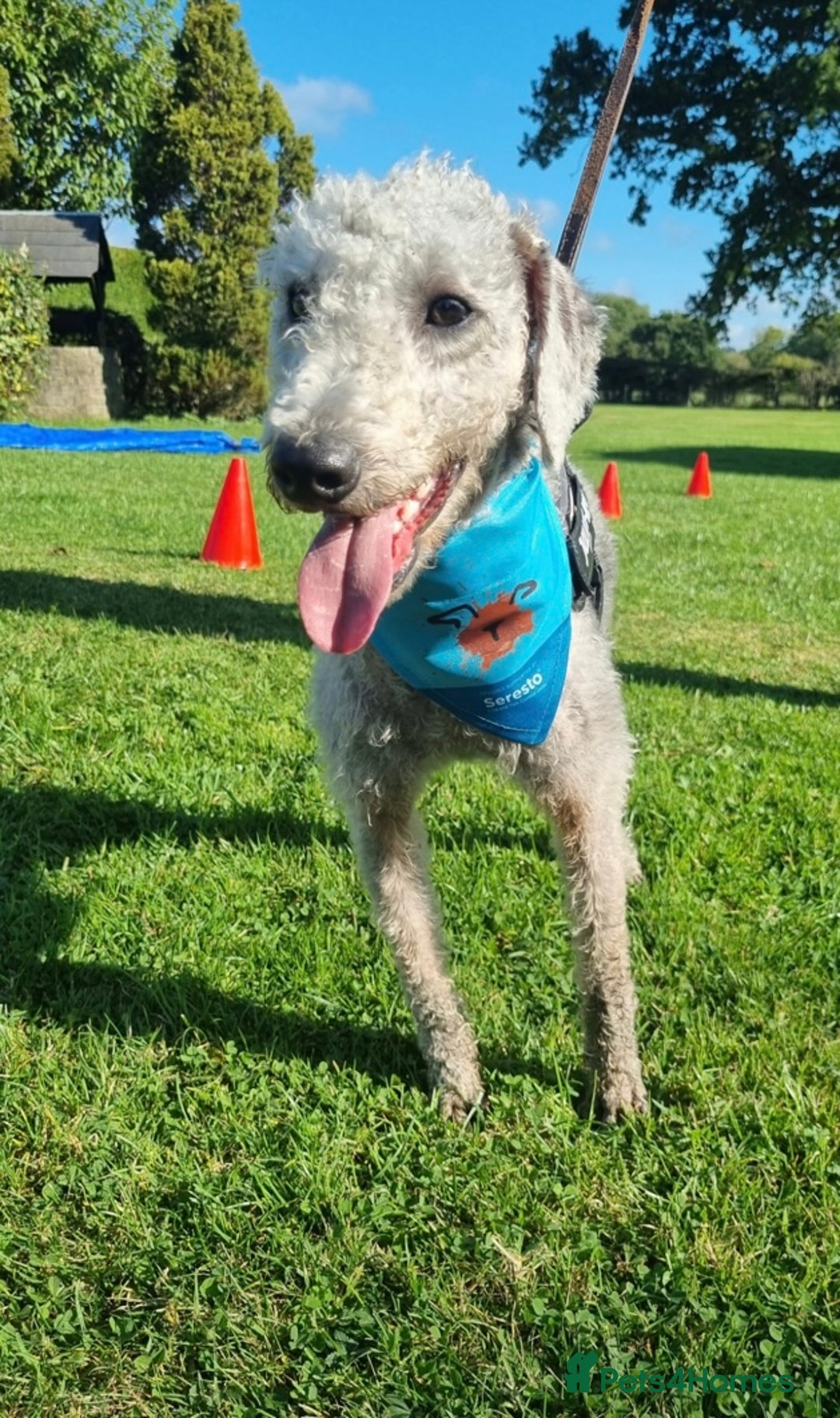 Bedlington Terrier dogs for sale: Bedlington Terrier x Italian Greyhound Puppies - Image 15