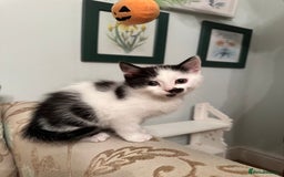 British Longhair cats for sale: Sweetie - Image 8