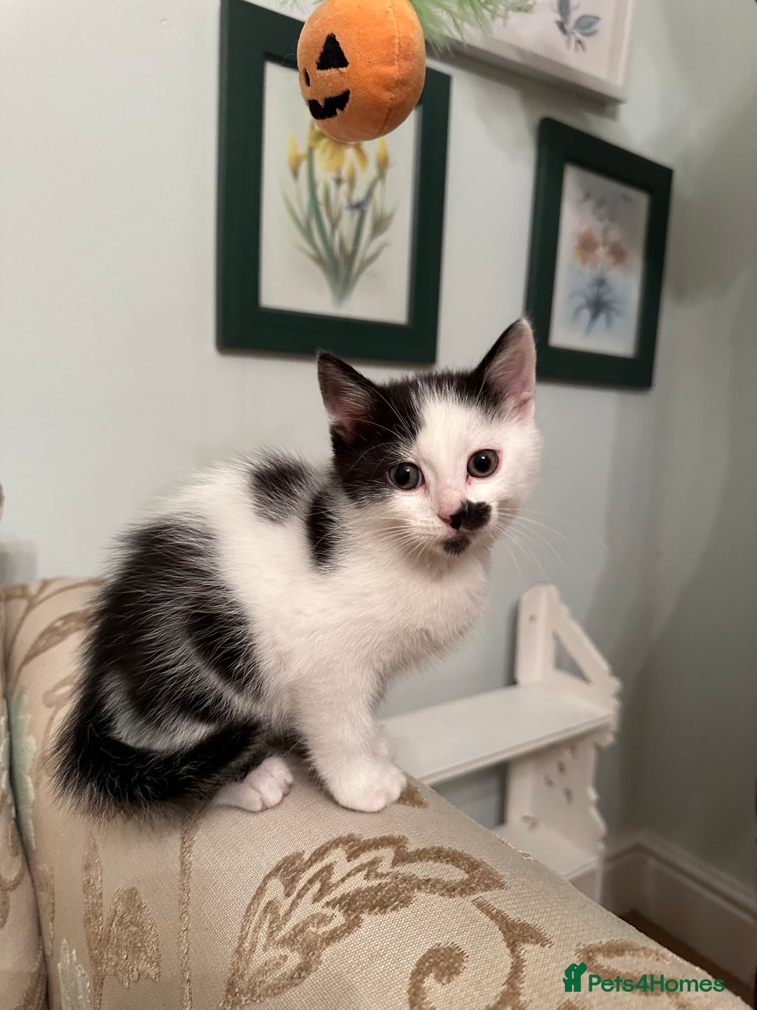 British Longhair cats for sale: Sweetie - Image 8
