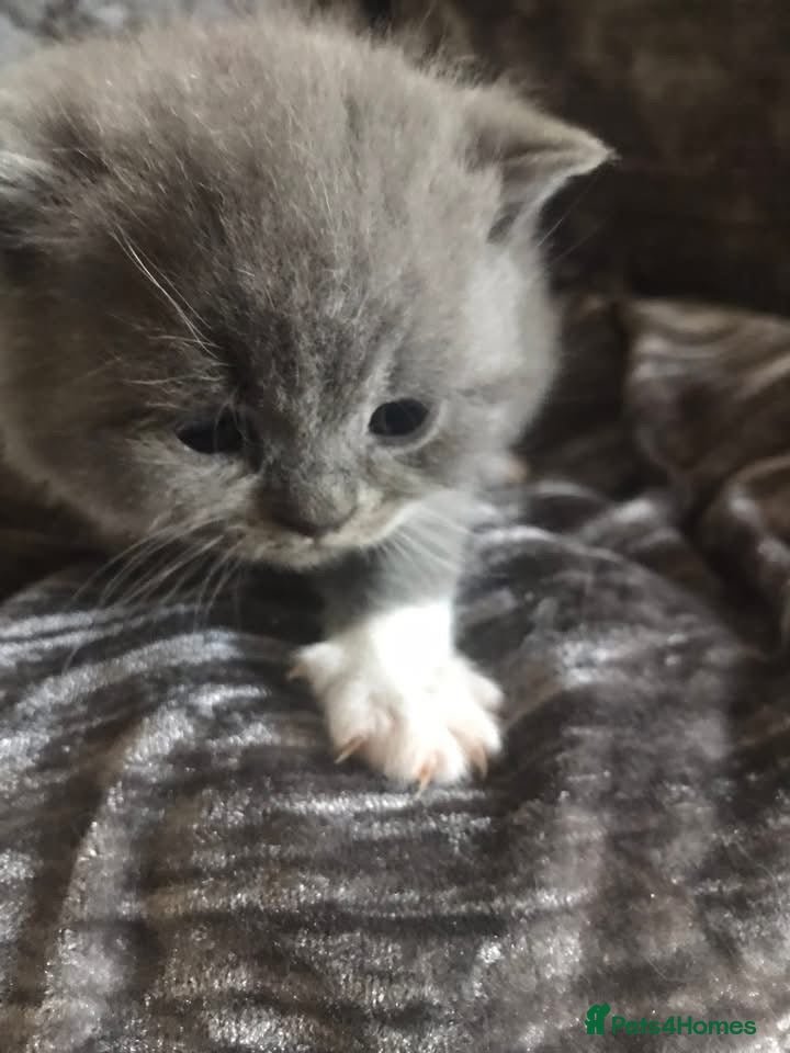 British Shorthair cats GCCF Registered Bi-colour and Blue Kittens - Advert 14