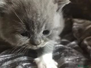 British Shorthair cats GCCF Registered Bi-colour and Blue Kittens - Advert 14