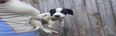 Mixed Breed 2