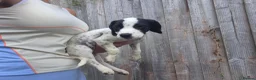 Mixed Breed dogs for sale: Jack Russell cross cocker spainel - Advert 4