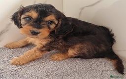 Cockapoo dogs for sale: Cockapoo's - Image 26