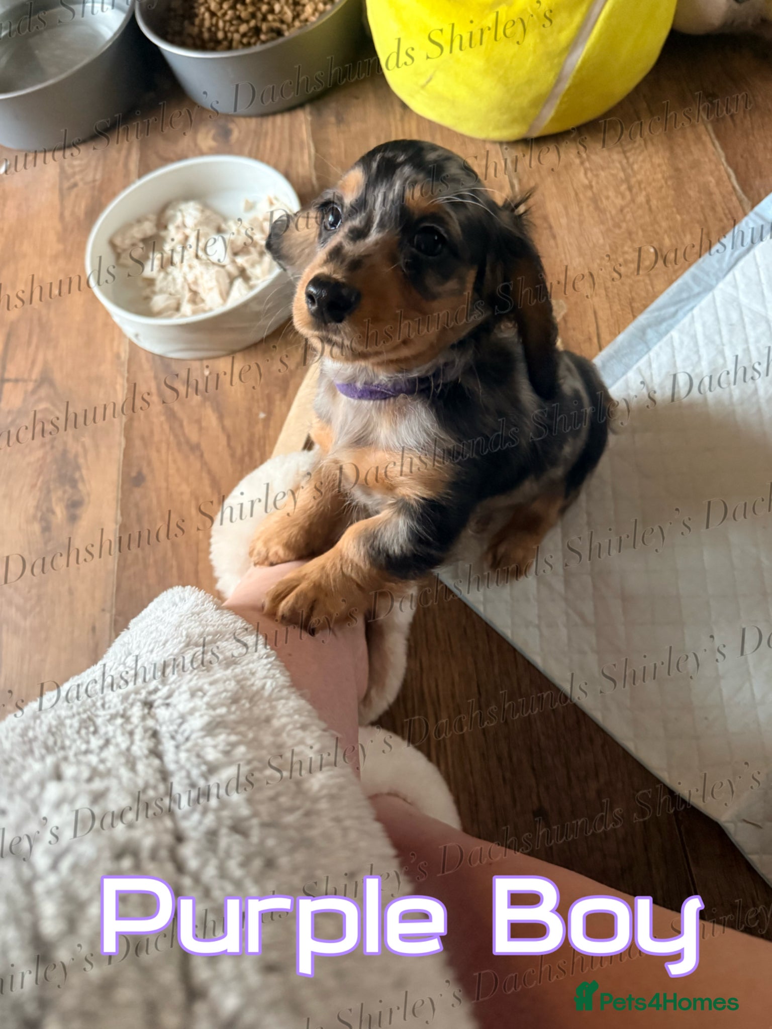 Miniature Dachshund dogs Reduced Ready now. Silver Dapple Longhaired  - Advert 6