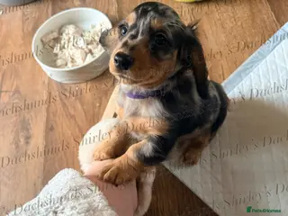 Miniature Dachshund dogs Reduced Ready now. Silver Dapple Longhaired - Advert 6