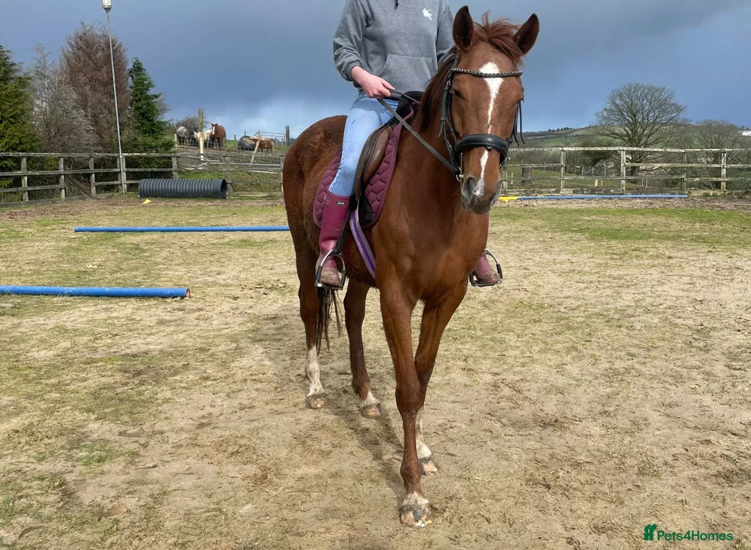 English Thoroughbred horses for sale: Lovely TB Chesnut Mare 2020 - Advert 1