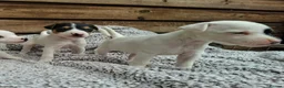 Jack Russell dogs for sale: Outstanding Jack Russel puppies - Advert 9