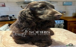 Cocker Spaniel dogs for sale: Waiting list for show litter due 27th sept - Image 4