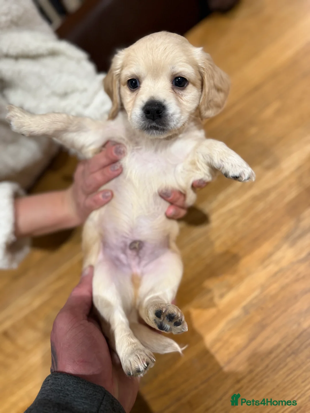 Mixed Breed dogs for sale: Chi-spaniels  - Advert 8