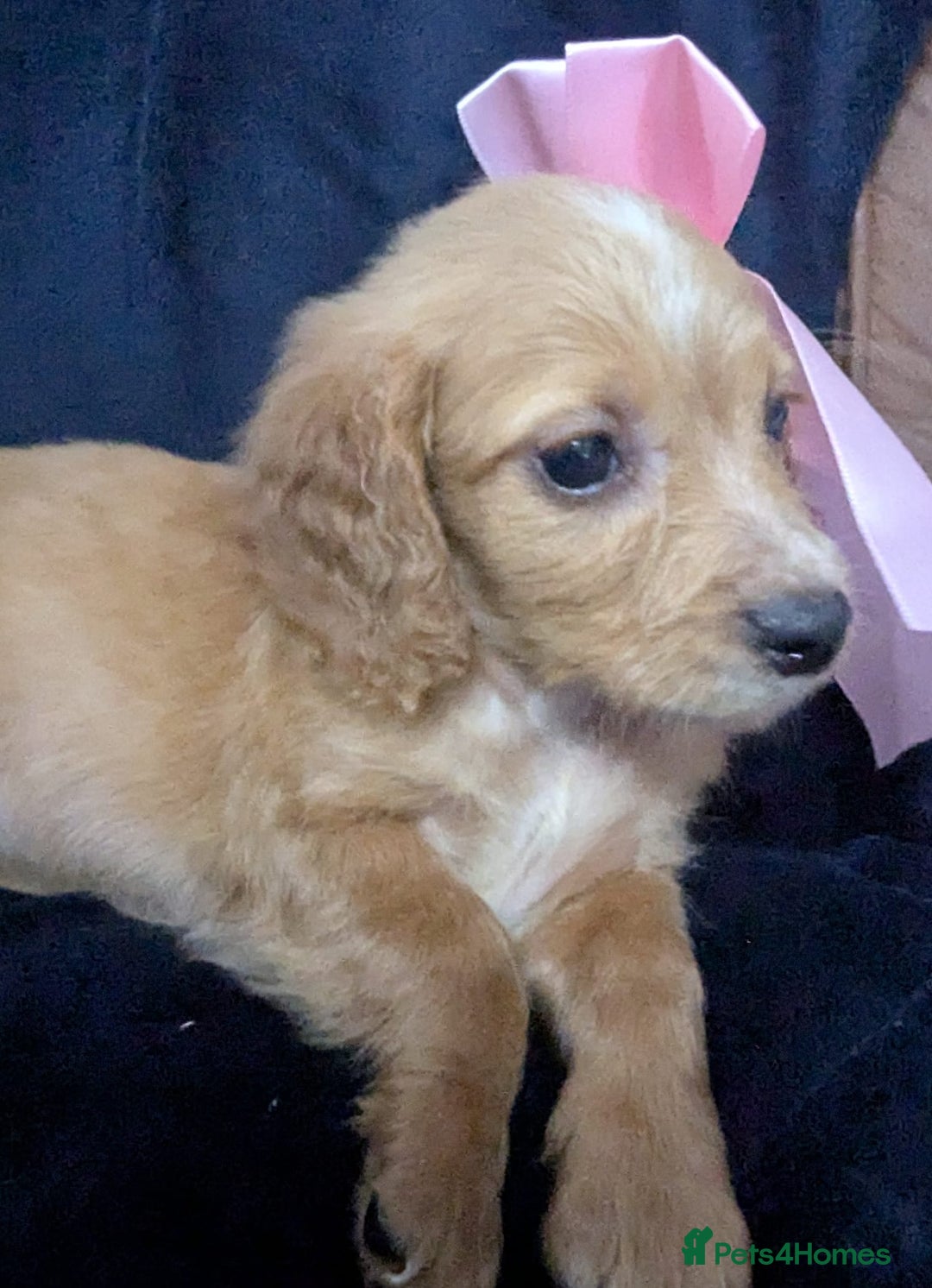 Cockapoo dogs for sale: Cockapoo puppies  - Image 8