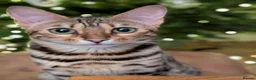 Bengal cats for sale: Trixie  in Rochdale - Advert 6