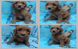 Labradoodle dogs for sale: F3b Miniature labradoodle 1 boy remaining 💚 - Image 4