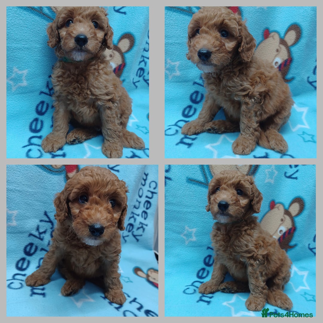 Labradoodle dogs for sale: F3b Miniature labradoodle 1 boy remaining 💚 - Image 4