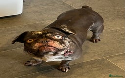 French Bulldog dogs for sale: Beautiful chocolate Merle girl  - Image 9