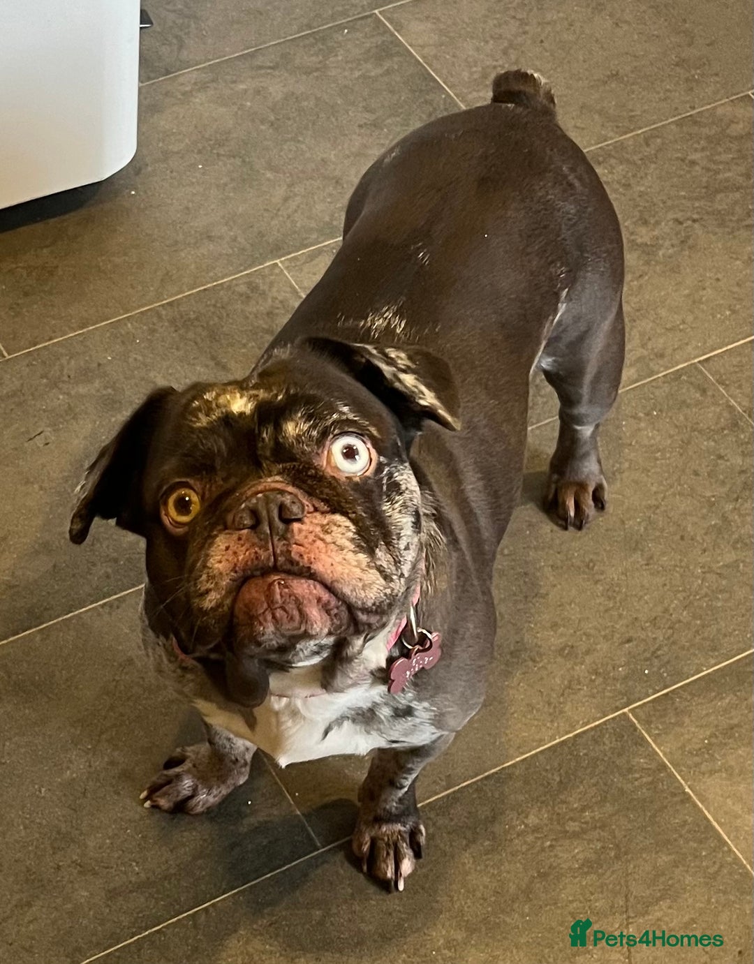 French Bulldog dogs for sale: Beautiful chocolate Merle girl  - Image 9