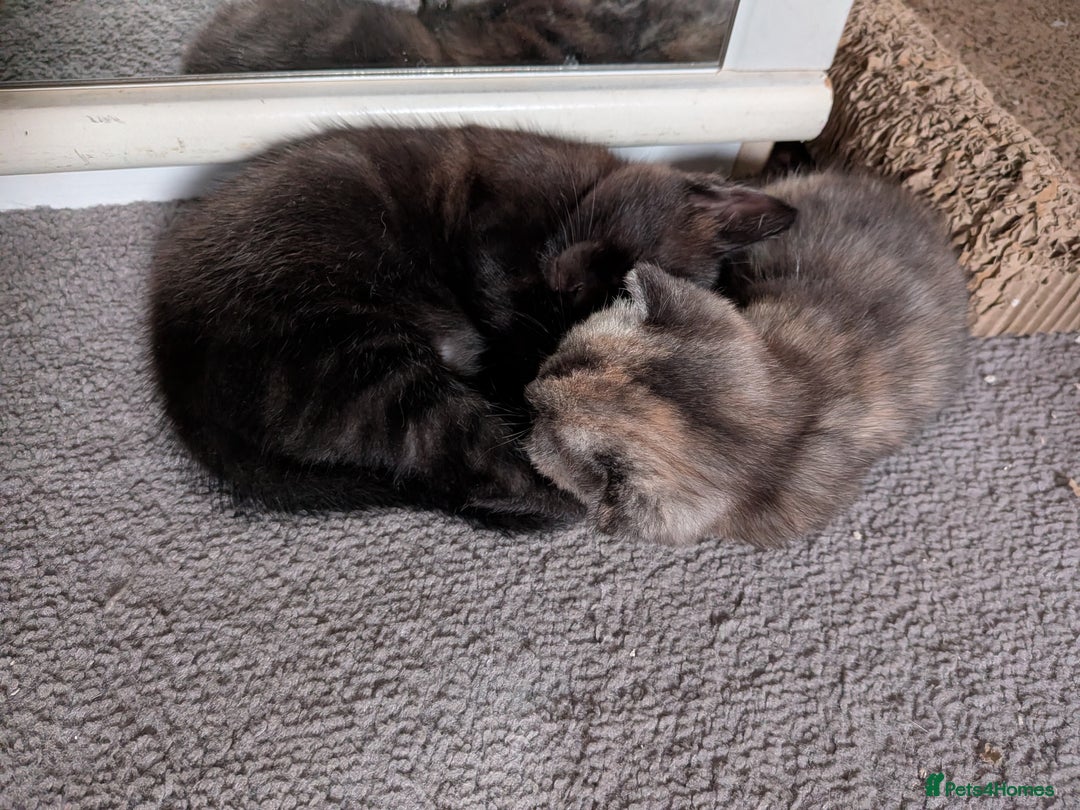 Domestic Shorthair cats for sale: Gorgeous male and female kittens for sale. - Image 6