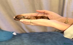 Yorkshire Terrier dogs for sale: Yorkshire terrier puppy  - Image 17