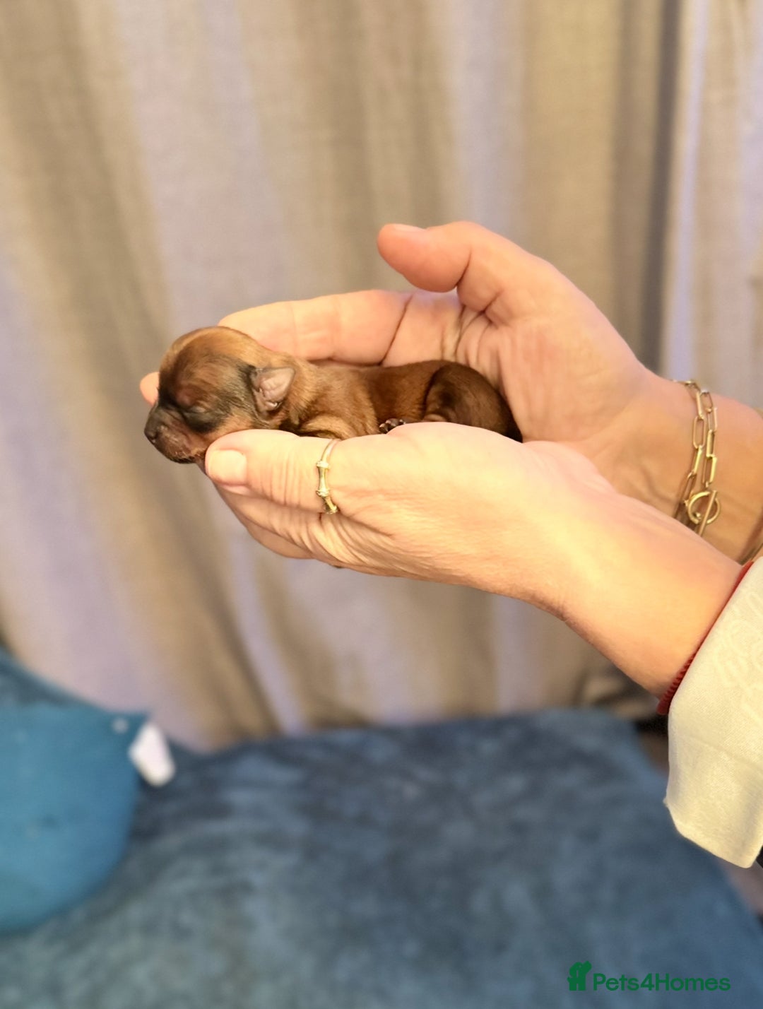 Yorkshire Terrier dogs for sale: Yorkshire terrier puppy  - Image 17