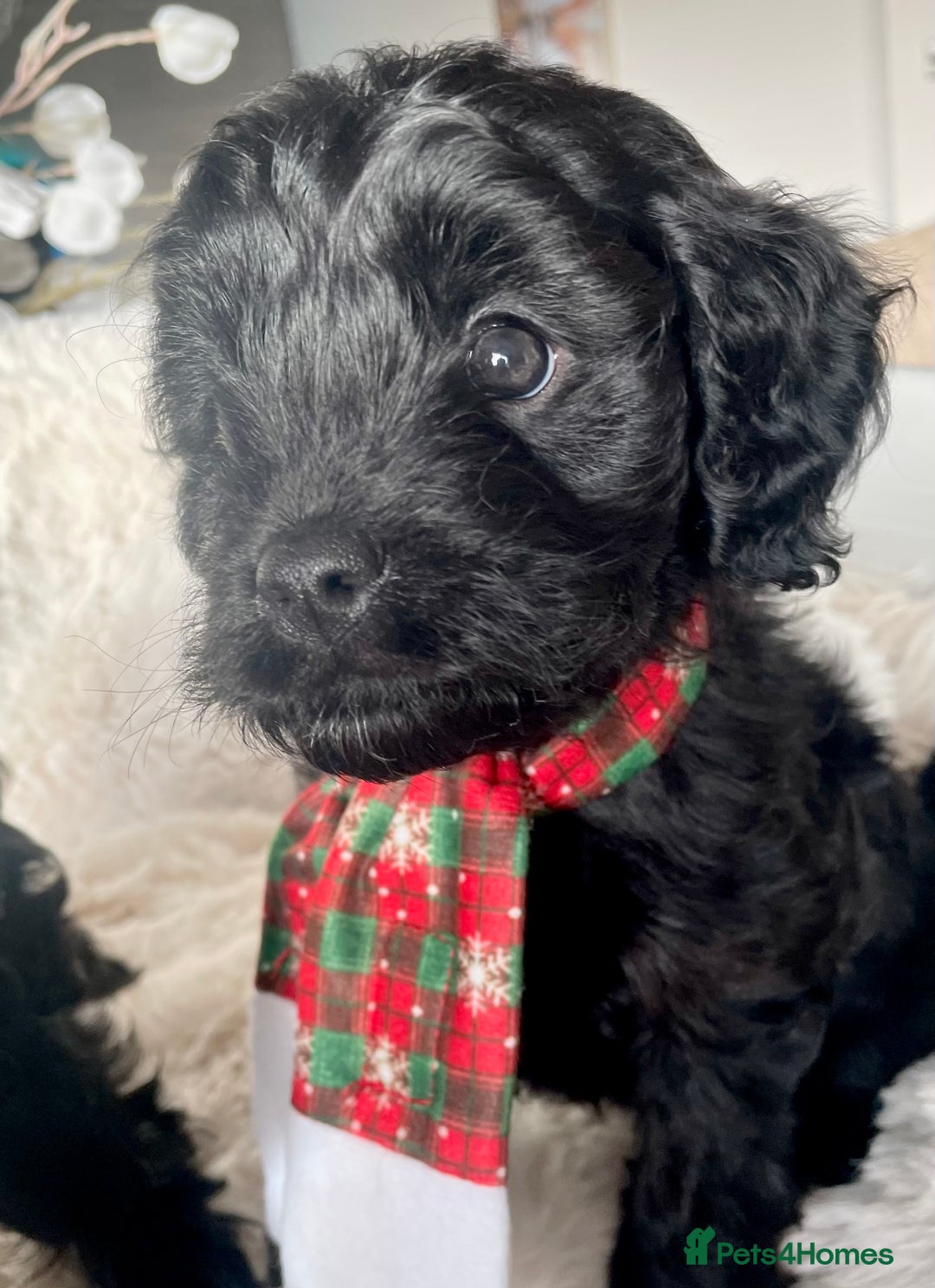 Cavapoo dogs for sale: F1 Cavapoo - Advert 19