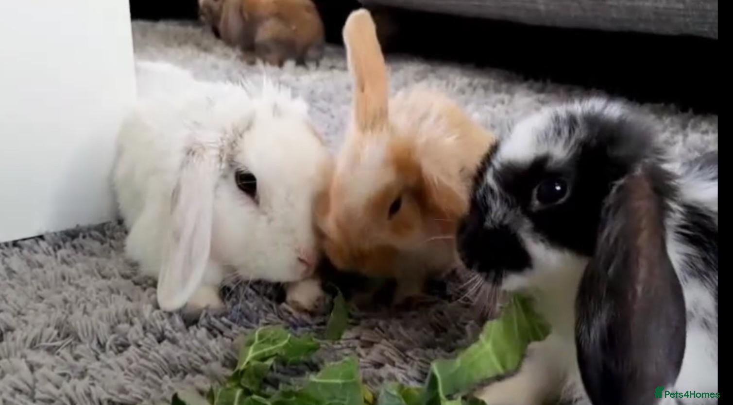 Mini Lop rabbits Cute French x Mini Lop Ready to Go. 3 Girls Left! - Advert 1