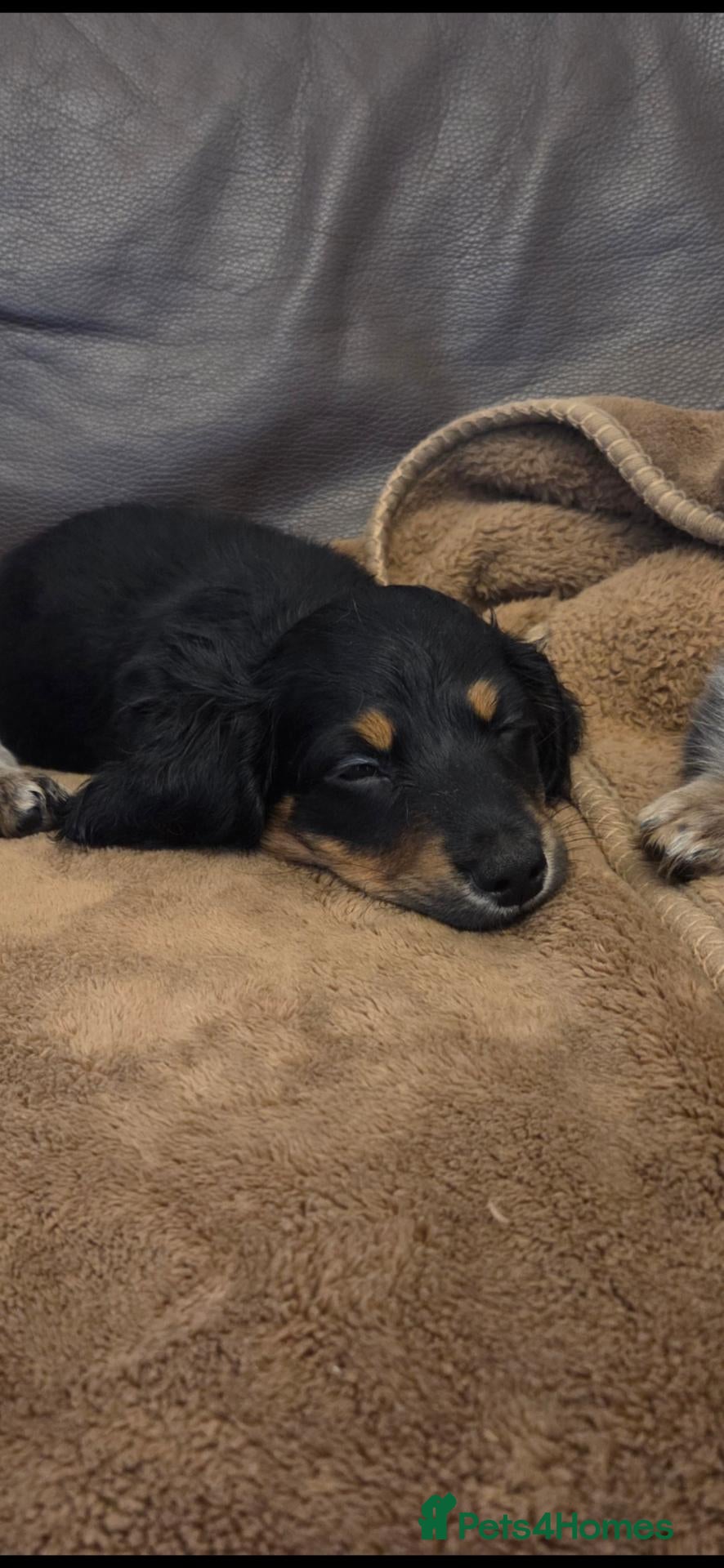 Miniature Dachshund dogs for sale: Mini longhaired dachshunds  - Advert 17
