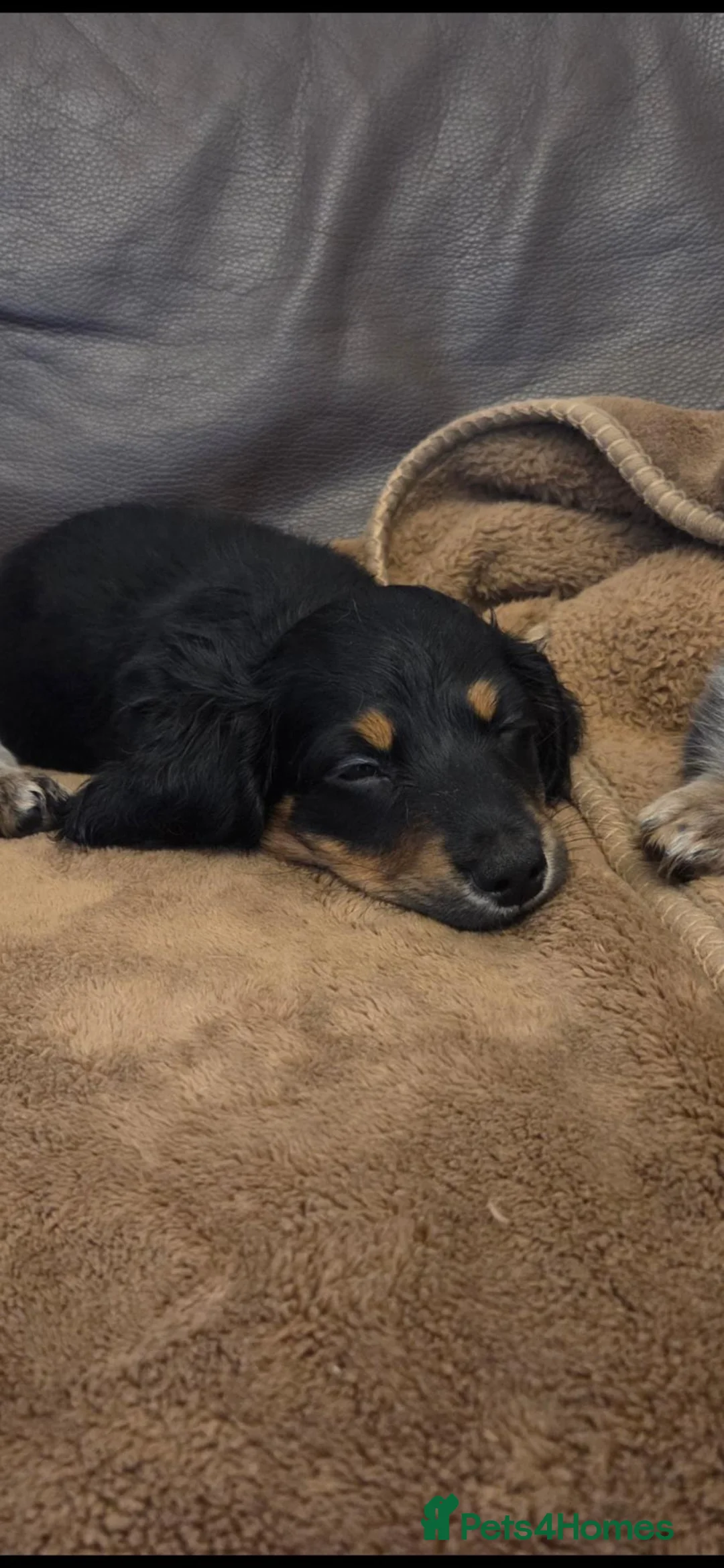 Miniature Dachshund dogs for sale: Mini longhaired dachshunds  - Advert 1