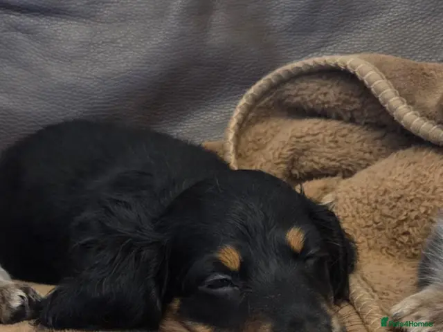 Miniature Dachshund dogs for sale: Mini longhaired dachshunds - Advert 17