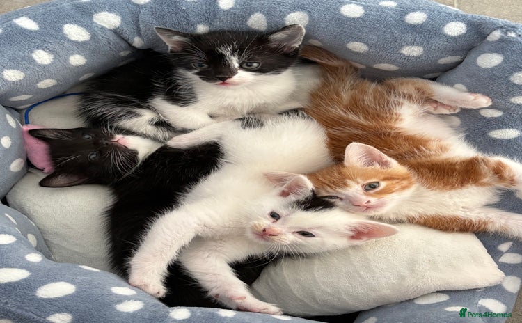 Mixed Breed cats - Advert 14