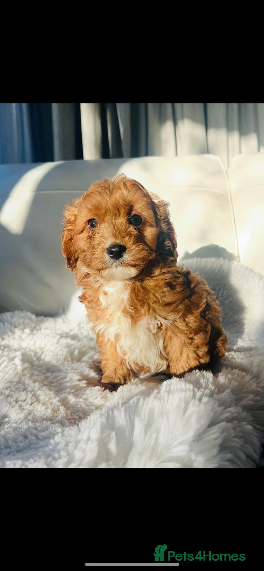 Cavapoo dogs for sale: Gorgeous Toy F1 Cavapoo Puppies  - Advert 7