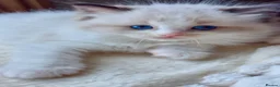 Ragdoll cats for sale: ✨🏆Pedigree, health clear . Ragdoll Kittens ✨🏆 - Advert 7