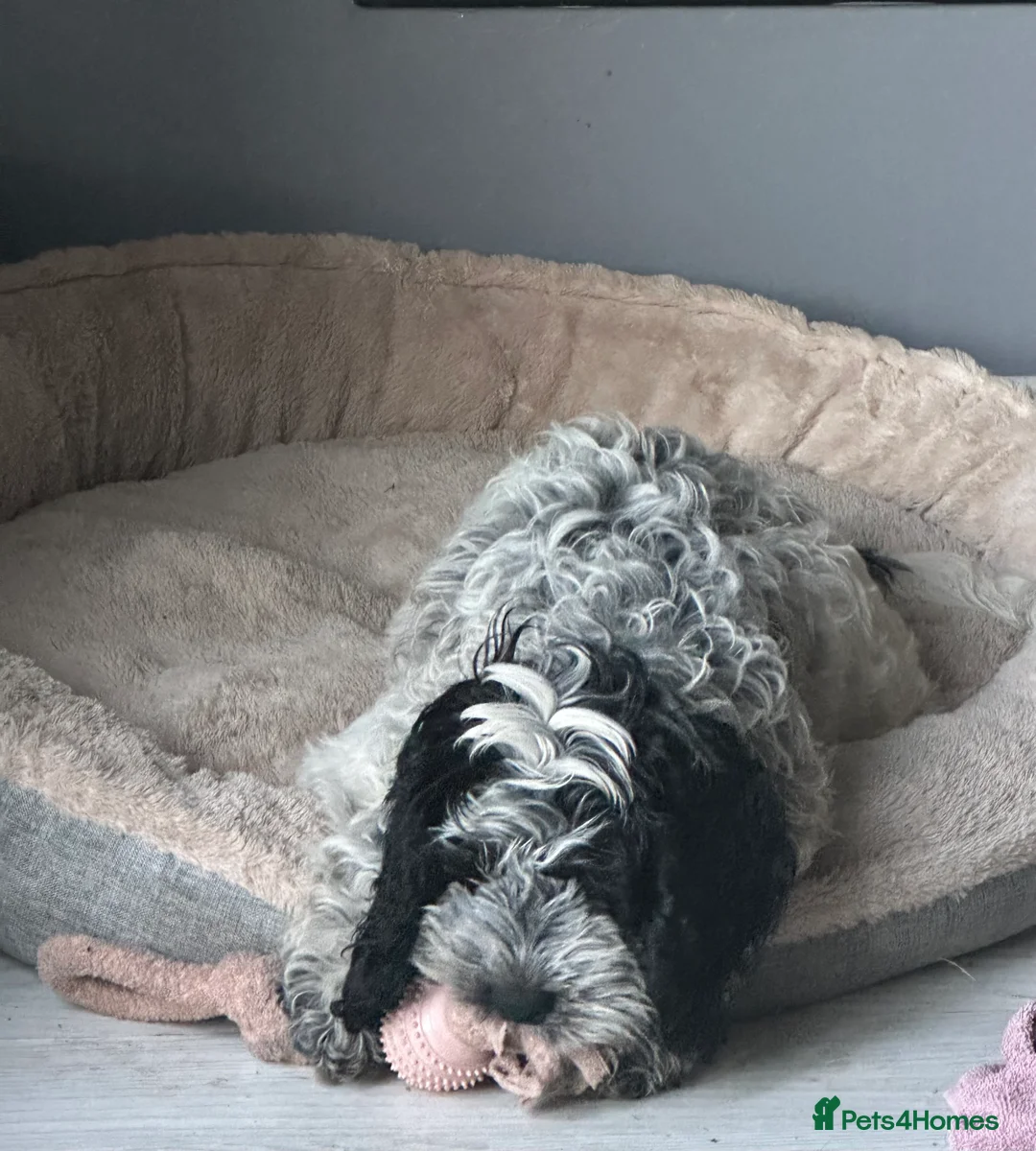 Cockapoo dogs for sale: 9 month old Cockapoo male - Advert 8