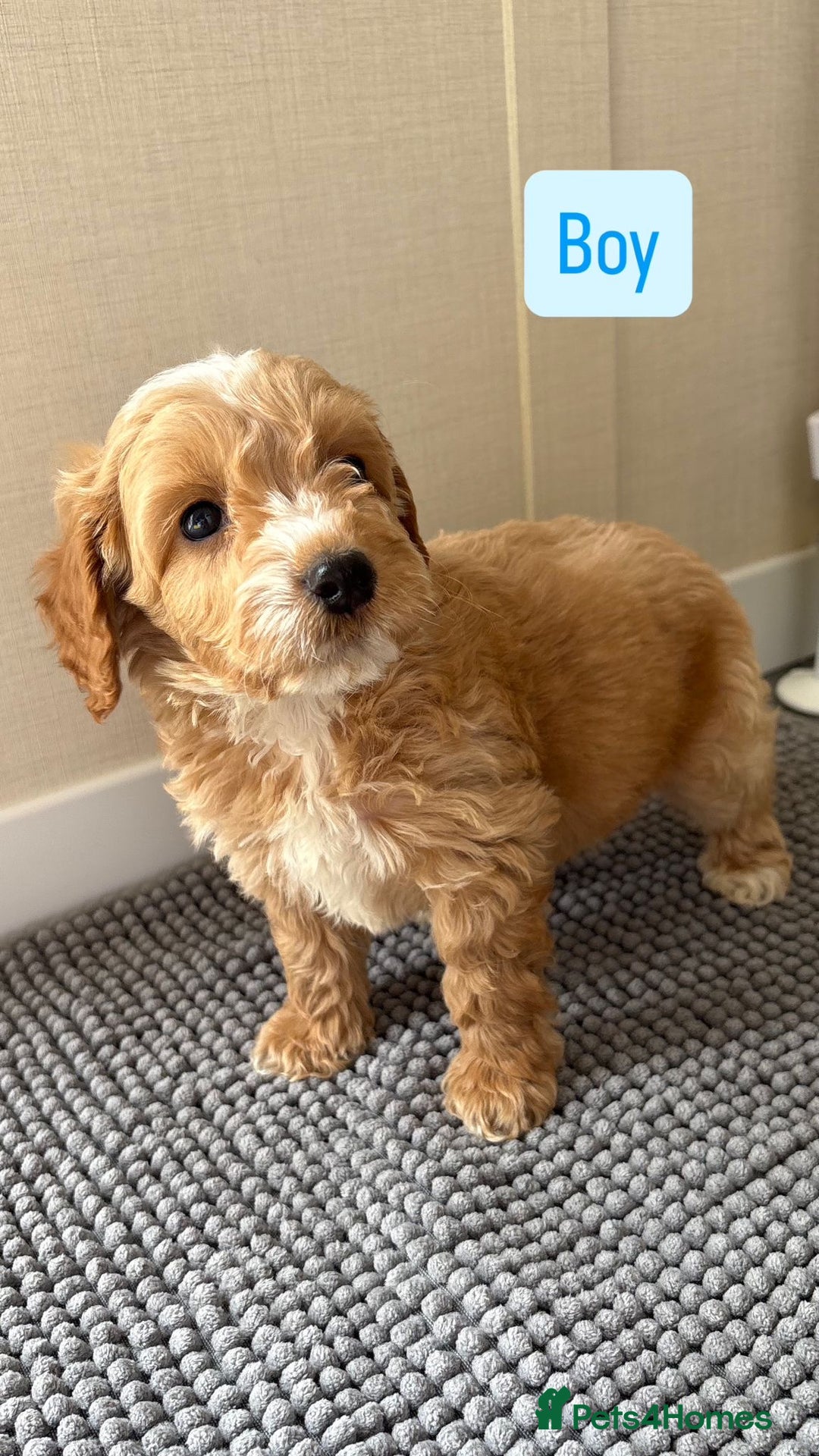 Cockapoo dogs for sale: 6 stunning cockapoo puppies  - Image 25