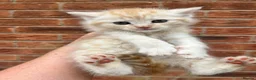 Maine Coon cats for sale: Maine coon x British short hair kittens  - Advert 2