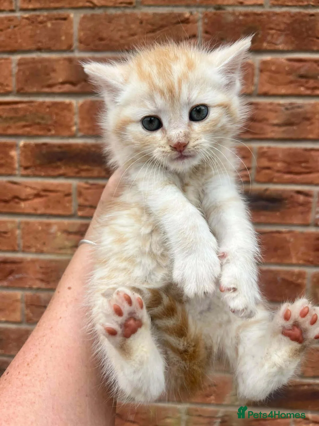 Maine Coon cats for sale: Maine coon x British short hair kittens  - Advert 2