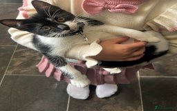 Domestic Shorthair cats for sale: Ivan  - Image 2