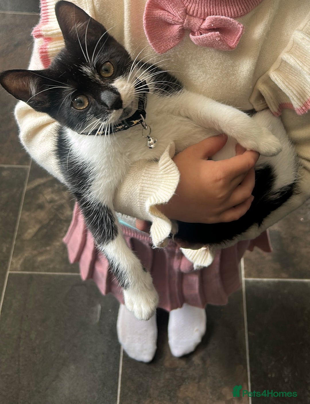 Domestic Shorthair cats for sale: Ivan  - Image 2