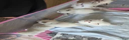 Ragdoll cats for sale: Pure ragdoll kittens  - Advert 14